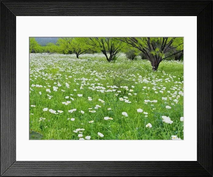 Framed Print : Flowering prickly poppies in a field with spring mesquite trees, Willow City, Gillespie County, Texas, USA Framed Print : Flowering prickly poppies in a field with spring mesquite trees, Willow City, Gillespie County, Texas, USA