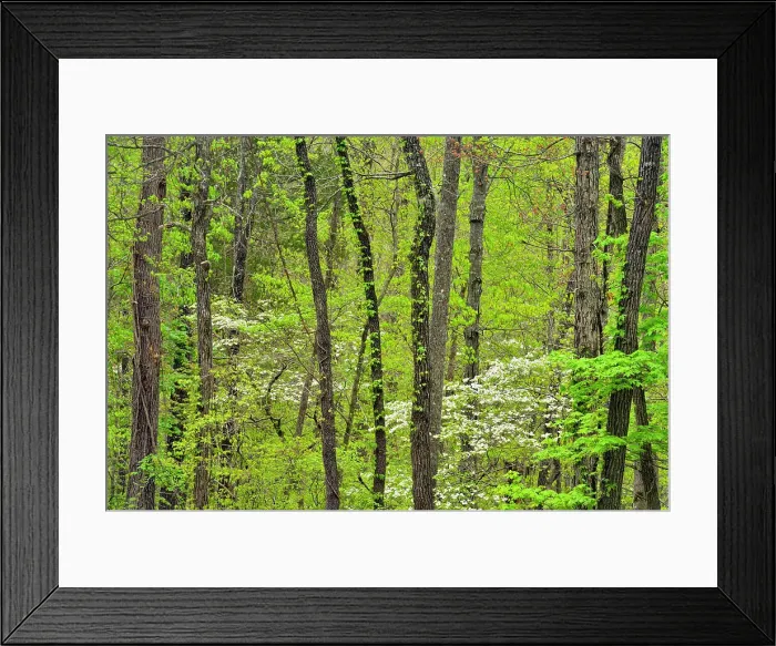 Framed Print : Hardwood forest with flowering dogwood, Buffalo National River, Arkansas, USA