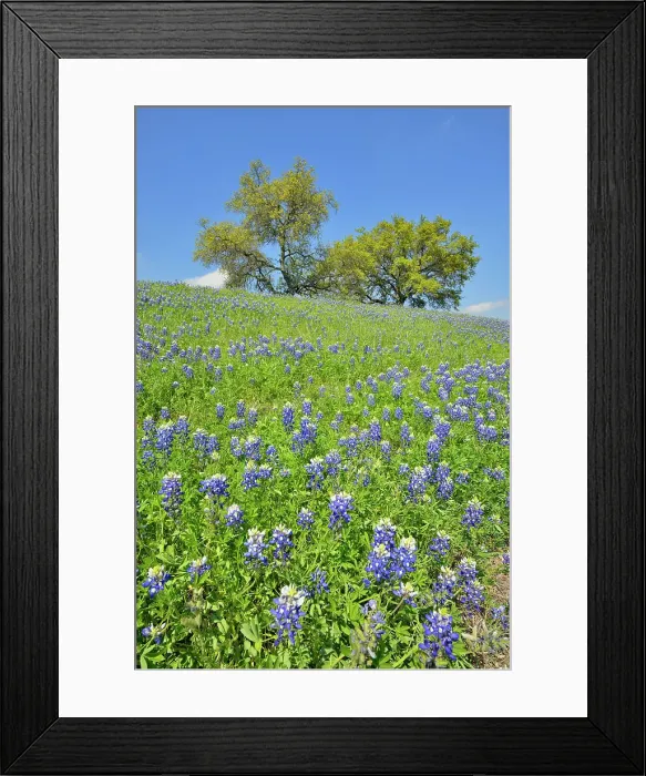Framed Print : Roadside bluebonnets and oak trees, Travis County near Marble Falls, Texas, USA Framed Print : Roadside bluebonnets and oak trees, Travis County near Marble Falls, Texas, USA