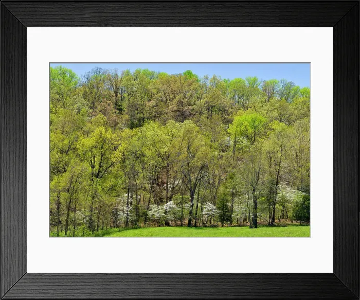 Framed Print : Spring foliage leafing out in deciduous trees, flowering dogwood, Gassville, Arkansas, USA Framed Print : Spring foliage leafing out in deciduous trees, flowering dogwood, Gassville, Arkansas, USA