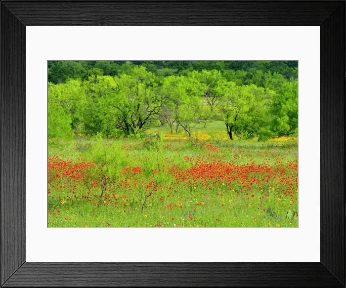 Framed Print : Roadside wildflowers along ranch road 152 featuring firewheel and mesquite trees, Llano County, Texas, USA Framed Print : Roadside wildflowers along ranch road 152 featuring firewheel and mesquite trees, Llano County, Texas, USA