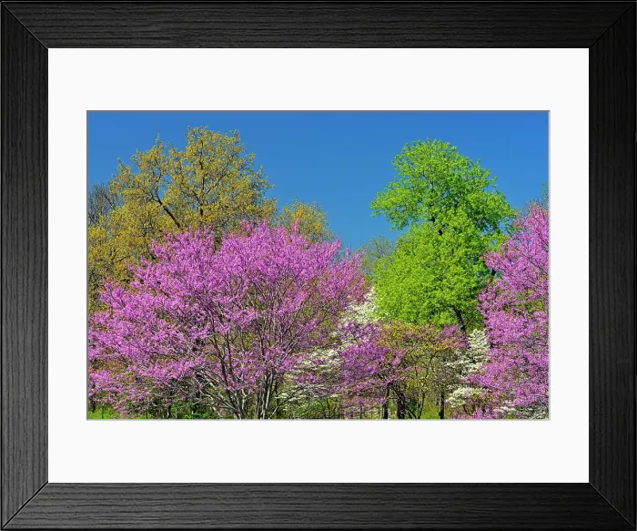 Framed Print : Redbud and dogwood in bloom, Ava, Missouri, USA Framed Print : Redbud and dogwood in bloom, Ava, Missouri, USA