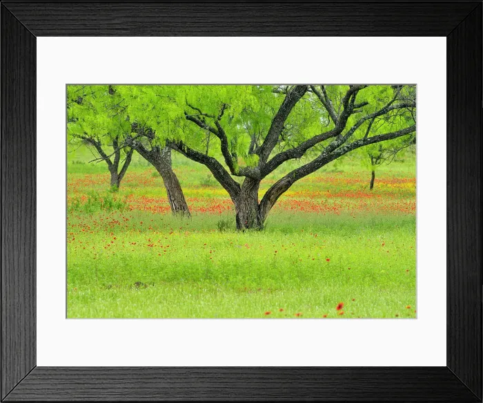 Framed Print : Roadside wildflowers and mesquite trees along Segura Lane, Llano County, Texas, USA Framed Print : Roadside wildflowers and mesquite trees along Segura Lane, Llano County, Texas, USA