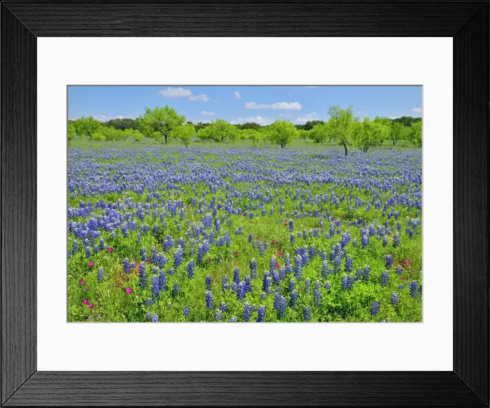 Framed Print : Roadside wildflowers along Threadgill Creek Road featuring Texas bluebonnets and winecup, Mason County, Texas, USA Framed Print : Roadside wildflowers along Threadgill Creek Road featuring Texas bluebonnets and winecup, Mason County, Texas, USA
