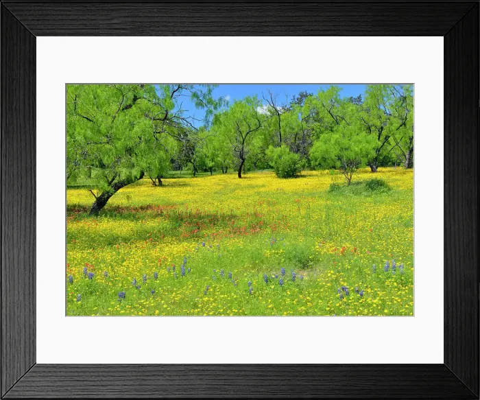 Framed Print : Fields of wildflowers and spring mesquite trees, Burnet County, Texas, USA Framed Print : Fields of wildflowers and spring mesquite trees, Burnet County, Texas, USA