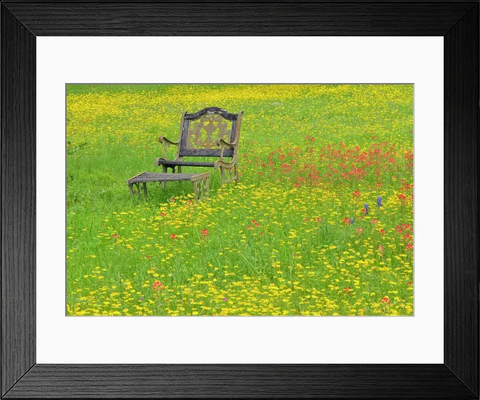 Framed Print : A mix of Texas wildflowers blooming in a rural residential yard, Blanco County Smithwick, Texas, USA Framed Print : A mix of Texas wildflowers blooming in a rural residential yard, Blanco County Smithwick, Texas, USA