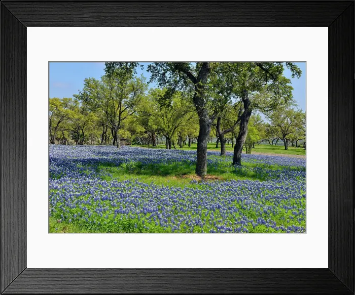 Framed Print : Bluebonnets and oaks on grounds of a rural residence, Turkey Bend LCRA, Marble Falls, Texas, USA Framed Print : Bluebonnets and oaks on grounds of a rural residence, Turkey Bend LCRA, Marble Falls, Texas, USA