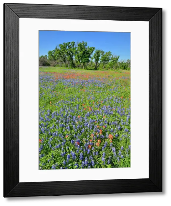Framed Print : Oak trees and flowering bluebonnets, Travis County, Texas, USA Framed Print : Oak trees and flowering bluebonnets, Travis County, Texas, USA