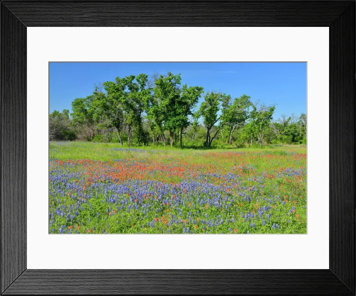 Framed Print : Oak trees and flowering bluebonnets, Travis County, Texas, USA Framed Print : Oak trees and flowering bluebonnets, Travis County, Texas, USA