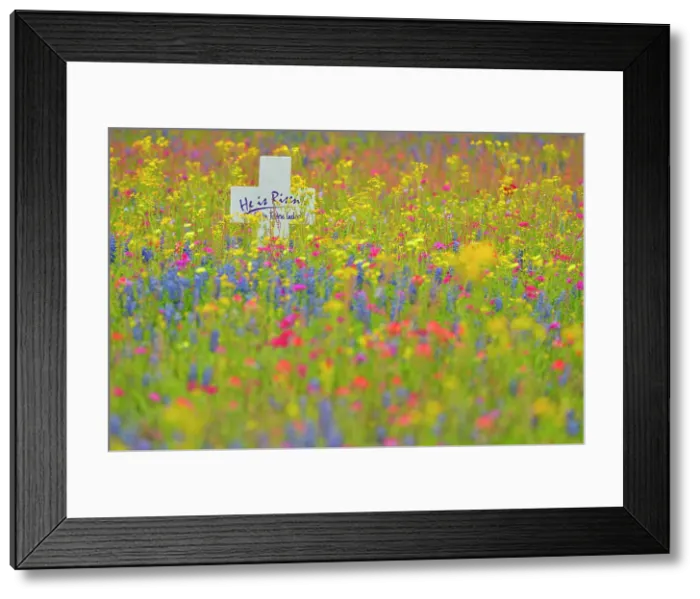 Framed Print : Texas wildflowers in bloom- phlox, bluebonnets, paintbrush in a meadow, Seguin, Texas, USA Framed Print : Texas wildflowers in bloom- phlox, bluebonnets, paintbrush in a meadow, Seguin, Texas, USA