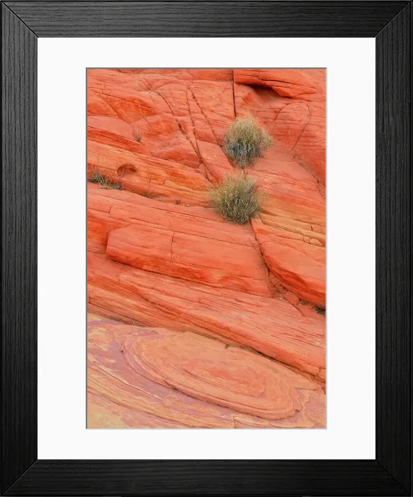 Framed Print : Weathered sandstone rock formations and desert shrubs along the Scenic Drive- Rainbow Vista, Valley of Fire State Park, Nevada, USA Framed Print : Weathered sandstone rock formations and desert shrubs along the Scenic Drive- Rainbow Vista, Valley of Fire State Park, Nevada, USA