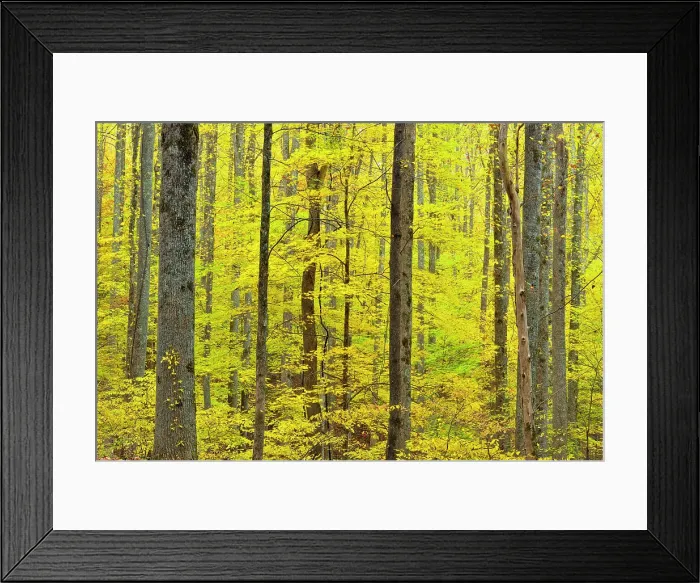 Framed Print : Autumn foliage along the Laurel Creek Road, Great Smoky Mountains NP, Tennessee, USA