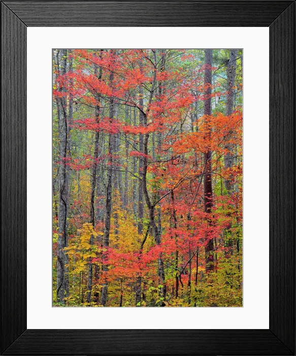Framed Print : Autumn foliage along the Foothills Parkway, Great Smoky Mountains NP, Tennessee, USA Framed Print : Autumn foliage along the Foothills Parkway, Great Smoky Mountains NP, Tennessee, USA