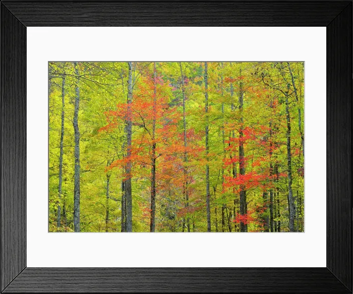 Framed Print : Autumn foliage in a hardwood woodland, Great Smoky Mountains NP, Tennessee, USA Framed Print : Autumn foliage in a hardwood woodland, Great Smoky Mountains NP, Tennessee, USA