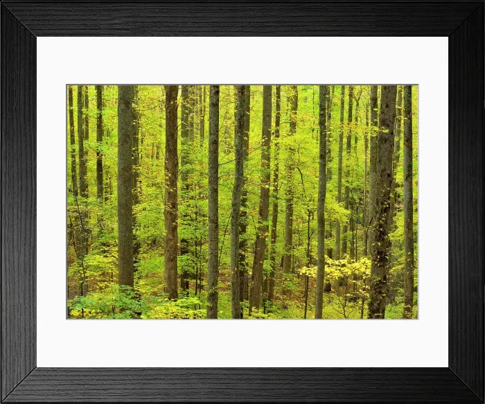 Framed Print : Colourful autumn foliage along the Laurel Creek Road, Great Smoky Mountains NP, Tennessee, USA Framed Print : Colourful autumn foliage along the Laurel Creek Road, Great Smoky Mountains NP, Tennessee, USA