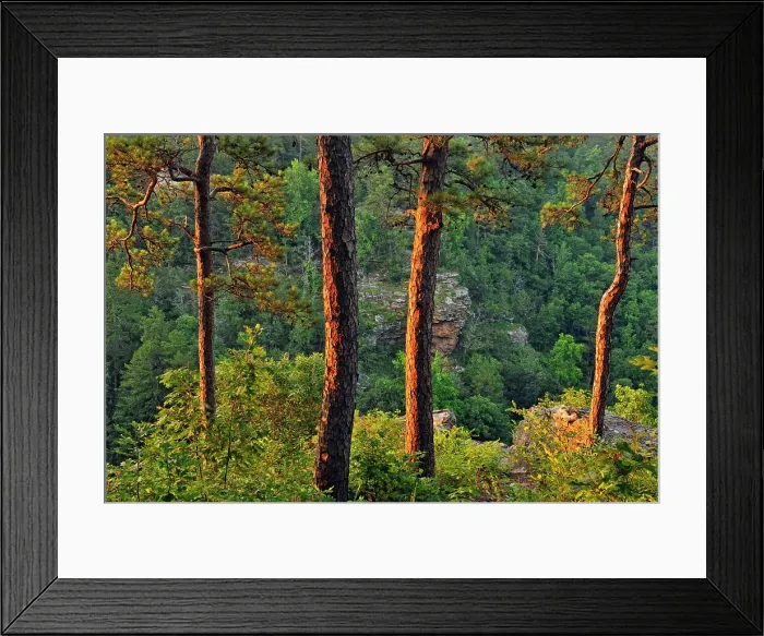 Framed Print : Pine trees at the edge of Cedar Creek Canyon, Petit Jean State Park, Arkansas, USA Framed Print : Pine trees at the edge of Cedar Creek Canyon, Petit Jean State Park, Arkansas, USA