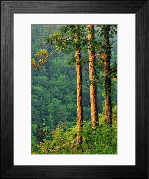 Framed Print : Pine trees at the edge of Cedar Creek Canyon, Petit Jean State Park, Arkansas, USA Framed Print : Pine trees at the edge of Cedar Creek Canyon, Petit Jean State Park, Arkansas, USA
