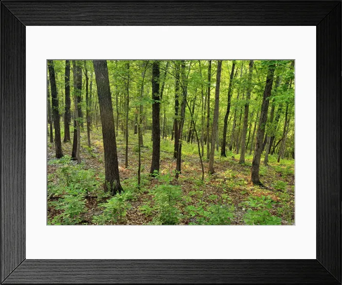 Framed Print : Summer woodland, Buffalo National River- Ozark Unit, Arkansas, USA Framed Print : Summer woodland, Buffalo National River- Ozark Unit, Arkansas, USA