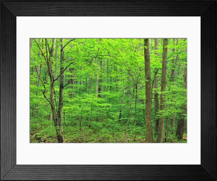 Framed Print : Summer woodland along the Lost Valley Trail near Clark Creek, Buffalo National River (Ponca Unit), Arkansas, USA Framed Print : Summer woodland along the Lost Valley Trail near Clark Creek, Buffalo National River (Ponca Unit), Arkansas, USA