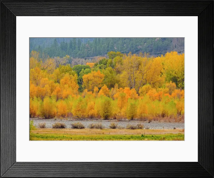 Framed Print : Autumn cottonwoods along the Yellowstone River, Park City near Billings, Montana, USA Framed Print : Autumn cottonwoods along the Yellowstone River, Park City near Billings, Montana, USA