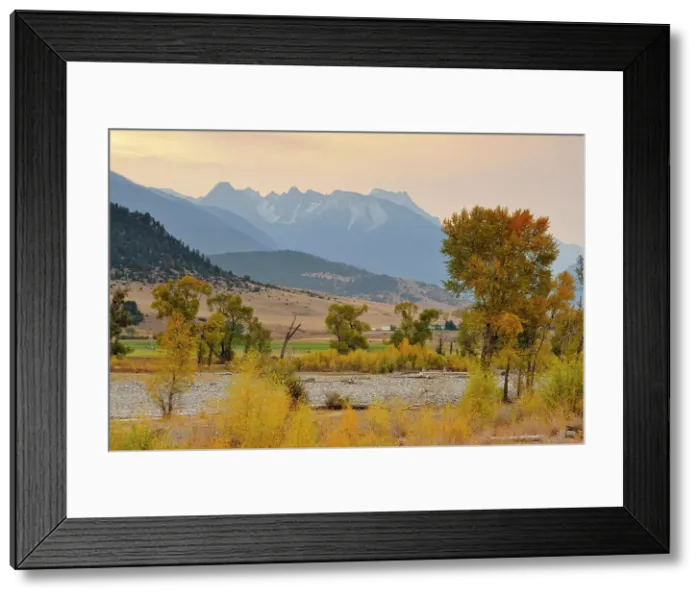 Framed Print : Autumn foliage on cottonwoods along the Yellowstone River, with the Absaroka Range, near de Puy, Spring Creek, Livingston, Montana, USA
