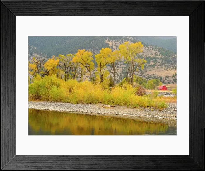 Framed Print : Autumn foliage on cottonwoods along the Yellowstone River, near de Puy, Spring Creek, Livingston, Montana, USA Framed Print : Autumn foliage on cottonwoods along the Yellowstone River, near de Puy, Spring Creek, Livingston, Montana, USA