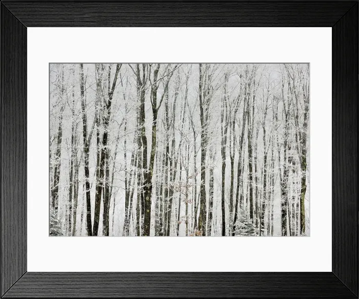 Framed Print : Frosted trees, near Bergland, Michigan, USA Framed Print : Frosted trees, near Bergland, Michigan, USA