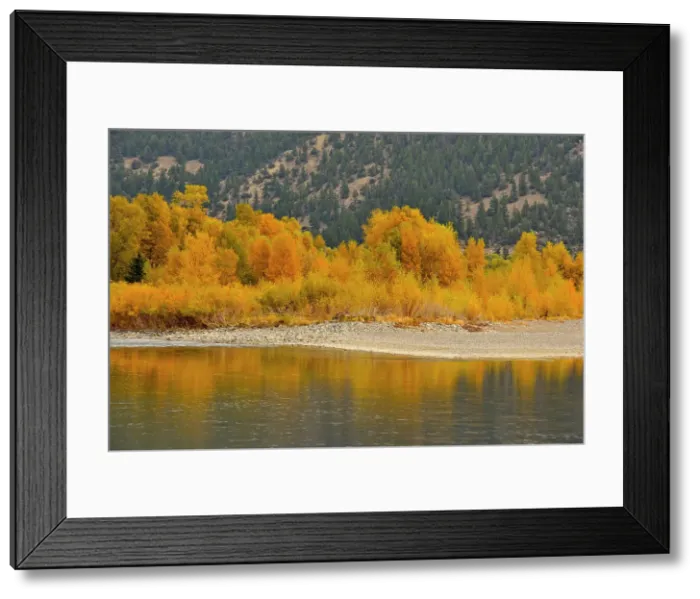 Framed Print : Autumn foliage on cottonwoods along the Yellowstone River, near de Puy, Spring Creek, Livingston, Montana, USA
