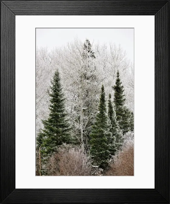 Framed Print : Frosted trees, near Bergland, Michigan, USA Framed Print : Frosted trees, near Bergland, Michigan, USA
