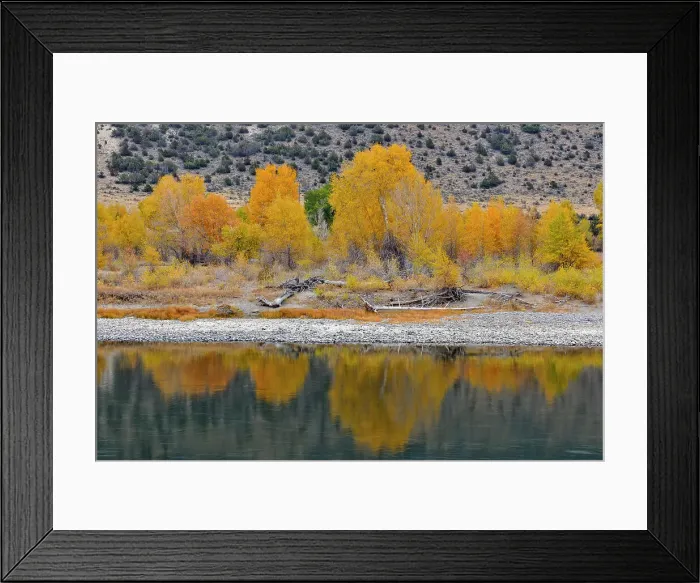 Framed Print : Autumn foliage on cottonwoods along the Yellowstone River, near Livingston, Montana, USA Framed Print : Autumn foliage on cottonwoods along the Yellowstone River, near Livingston, Montana, USA