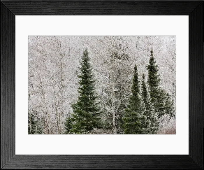 Framed Print : Frosted trees, near Bergland, Michigan, USA