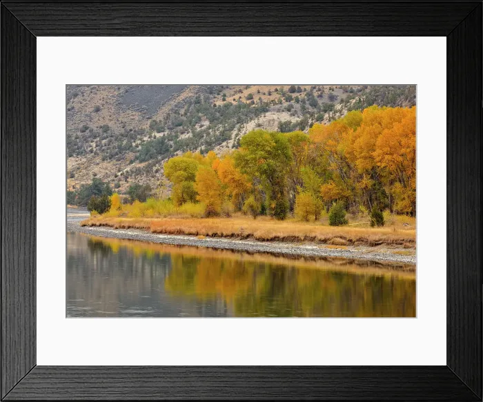 Framed Print : Autumn foliage on cottonwoods along the Yellowstone River, near Livingston, Montana, USA Framed Print : Autumn foliage on cottonwoods along the Yellowstone River, near Livingston, Montana, USA