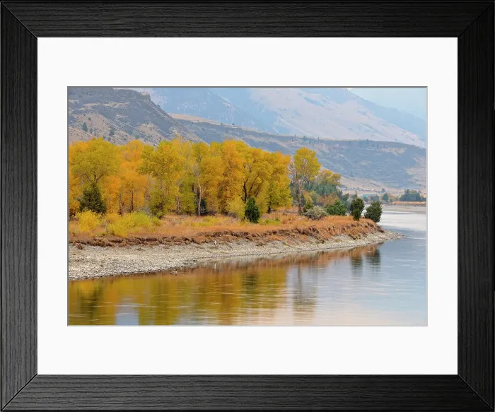 Framed Print : Autumn foliage on cottonwoods along the Yellowstone River, near Livingston, Montana, USA Framed Print : Autumn foliage on cottonwoods along the Yellowstone River, near Livingston, Montana, USA