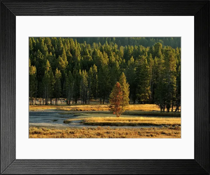 Framed Print : Morning mists on the Yellowstone River near the Mud Volcano, Yellowstone NP, Wyoming, USA Framed Print : Morning mists on the Yellowstone River near the Mud Volcano, Yellowstone NP, Wyoming, USA