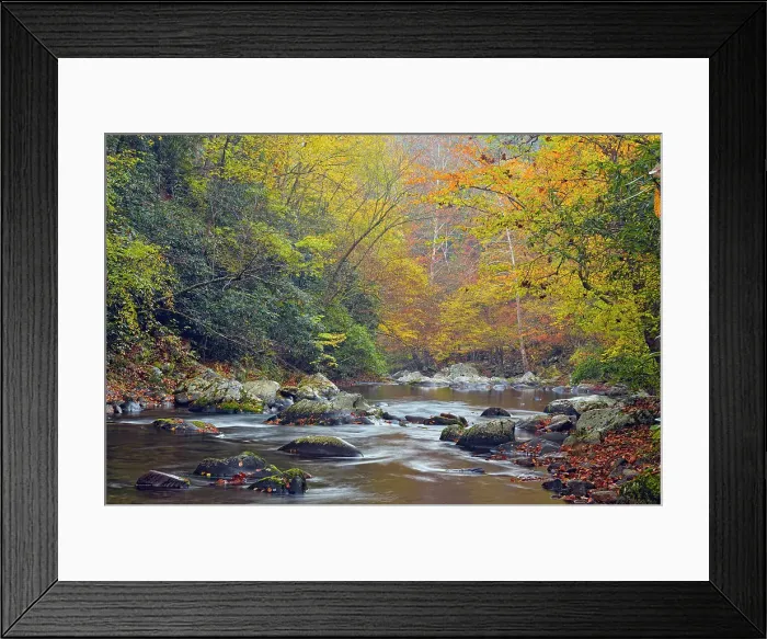 Framed Print : Autumn foliage overhanging the Little River, Great Smoky Mountains NP, Tennessee, USA Framed Print : Autumn foliage overhanging the Little River, Great Smoky Mountains NP, Tennessee, USA