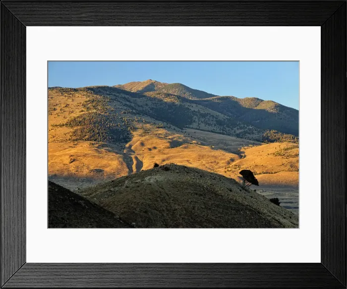 Framed Print : Juniper trees on the slope of arid hills overlooking Gardiner and the Yellowstone River Valley, Yellowstone NP, Wyoming, USA