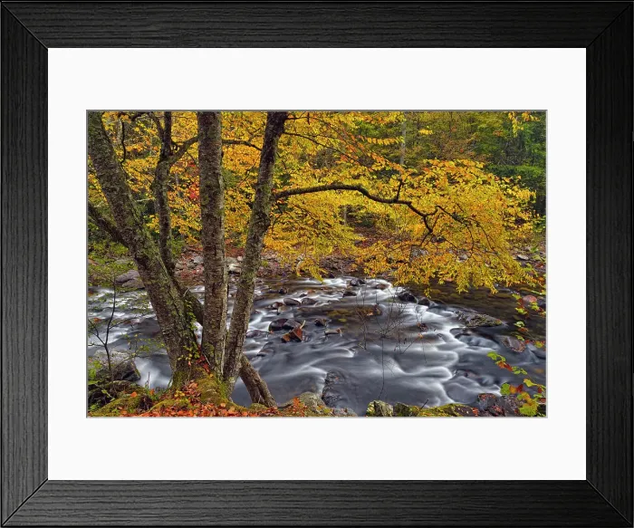Framed Print : Autumn foliage overhanging the Little River, Great Smoky Mountains NP, Tennessee, USA Framed Print : Autumn foliage overhanging the Little River, Great Smoky Mountains NP, Tennessee, USA