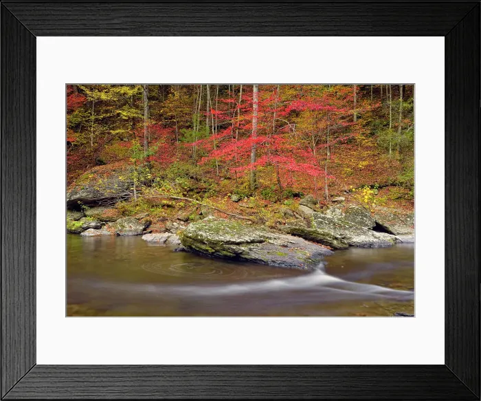 Framed Print : Autumn foliage overhanging the Little River, Great Smoky Mountains NP, Tennessee, USA Framed Print : Autumn foliage overhanging the Little River, Great Smoky Mountains NP, Tennessee, USA