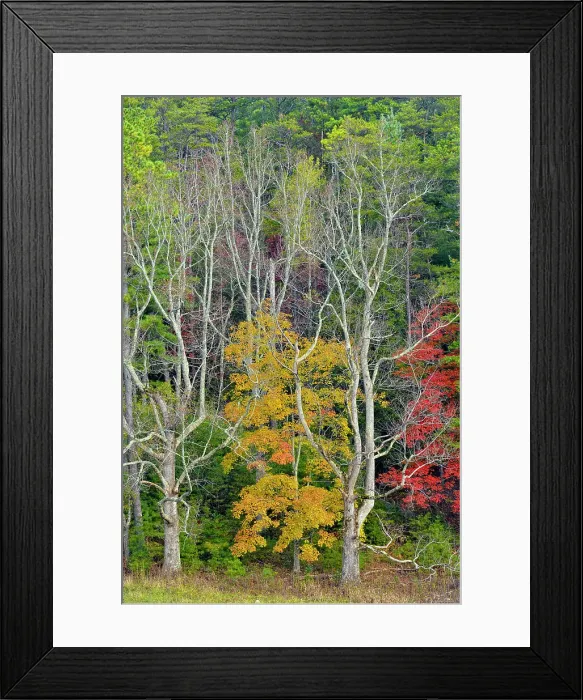 Framed Print : Colourful autumn foliage in Cades Cove, Great Smoky Mountains NP, Tennessee, USA Framed Print : Colourful autumn foliage in Cades Cove, Great Smoky Mountains NP, Tennessee, USA