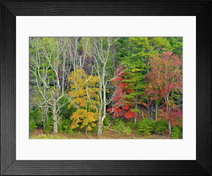 Framed Print : Colourful autumn foliage in Cades Cove, Great Smoky Mountains NP, Tennessee, USA Framed Print : Colourful autumn foliage in Cades Cove, Great Smoky Mountains NP, Tennessee, USA