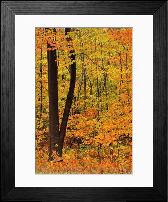 Framed Print : Hardwood forest in late autumn colour, Hulbert's Corner, Michigan, USA Framed Print : Hardwood forest in late autumn colour, Hulbert's Corner, Michigan, USA