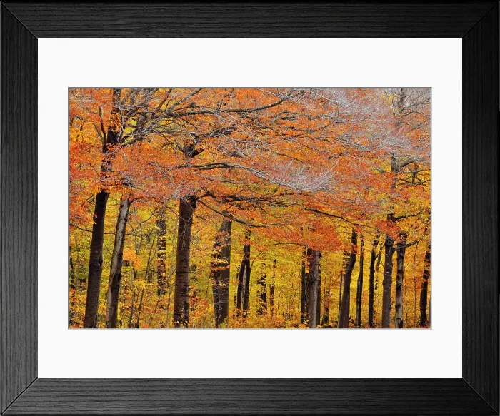 Framed Print : Hardwood forest in late autumn colour, Hulbert's Corner, Michigan, USA Framed Print : Hardwood forest in late autumn colour, Hulbert's Corner, Michigan, USA