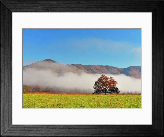 Framed Print : Fall colour in misty Cades Cove, Great Smoky Mountains NP, Tennessee, USA Framed Print : Fall colour in misty Cades Cove, Great Smoky Mountains NP, Tennessee, USA