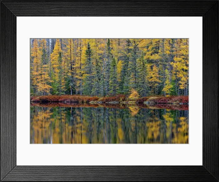 Framed Print : Eastern larches reflected in pond, Sidnaw, Michigan, USA Framed Print : Eastern larches reflected in pond, Sidnaw, Michigan, USA