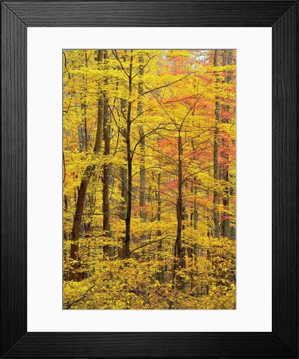 Framed Print : Autumn colour in the hardwood forest on the Laurel Creek Road, Great Smoky Mountains NP, Tennessee, USA Framed Print : Autumn colour in the hardwood forest on the Laurel Creek Road, Great Smoky Mountains NP, Tennessee, USA