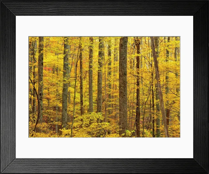 Framed Print : Autumn colour in the hardwood forest on the Laurel Creek Road, Great Smoky Mountains NP, Tennessee, USA Framed Print : Autumn colour in the hardwood forest on the Laurel Creek Road, Great Smoky Mountains NP, Tennessee, USA