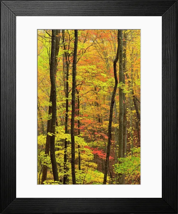 Framed Print : Autumn colour in the hardwood forest near Sugarlands, Great Smoky Mountains NP, Tennessee, USA Framed Print : Autumn colour in the hardwood forest near Sugarlands, Great Smoky Mountains NP, Tennessee, USA