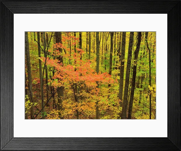 Framed Print : Autumn colour in the hardwood forest near Sugarlands, Great Smoky Mountains NP, Tennessee, USA Framed Print : Autumn colour in the hardwood forest near Sugarlands, Great Smoky Mountains NP, Tennessee, USA