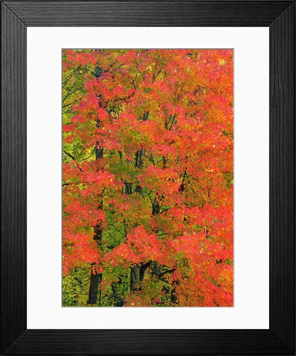 Framed Print : Autumn foliage in the hardwood forest near Sugarlands, Great Smoky Mountains NP, Tennessee, USA Framed Print : Autumn foliage in the hardwood forest near Sugarlands, Great Smoky Mountains NP, Tennessee, USA