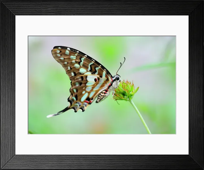 Framed Print : Graphium Antheus Butterfly Framed Print : Graphium Antheus Butterfly